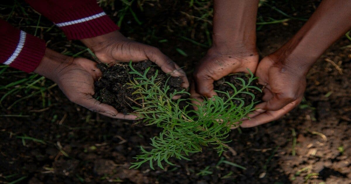 Horticultural Therapy for Depression and Anxiety